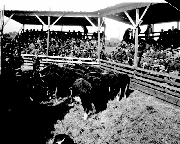 stockyards outdoor auction.jpg